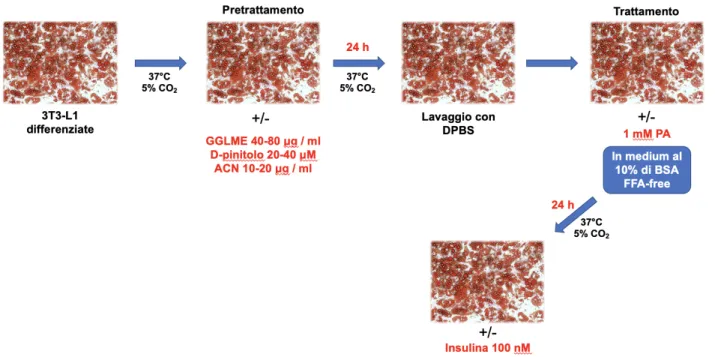 Figura 2. Modello sperimentale di induzione dell’ipertrofia in cellule 3T3-L1 e pretrattamenti con i  composti in esame