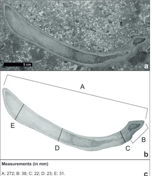 Fig.  2 - Sirenian rib housed at MPSNA:  a) specimen in the slab; b) plan  of measurements: A - total  length;  B - tip of capitulum  to lateral edge of tuberculum;  C - proximal thickness; D -  mid-shaft thickness, E - distal  thickness; c) measurements.