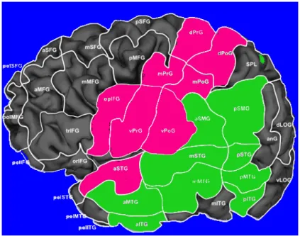 Figura	13	Aree	frontali	coinvolte	nell'elicitazione	di	errori	di	denominazione	per	oggetti-viventi	(in	rosa)	vs.	aree	temporo- Figura	13	Aree	frontali	coinvolte	nell'elicitazione	di	errori	di	denominazione	per	oggetti-viventi	(in	rosa)	vs.	aree	temporo-par