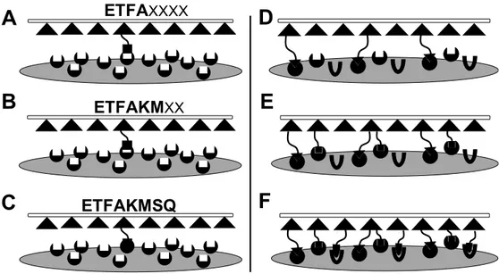 Figure 4. Affinity maturation (A–C). Selection of phage peptide sequences based on monovalent  interactions with an immobilized target