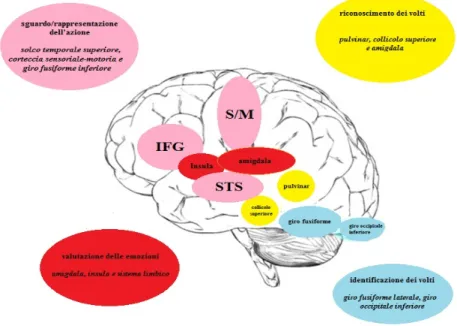 Figura 1 - Aree corticali e sottocorticali coinvolte nell’elaborazione degli stimoli sociali (in Campatelli et al., 2013) 
