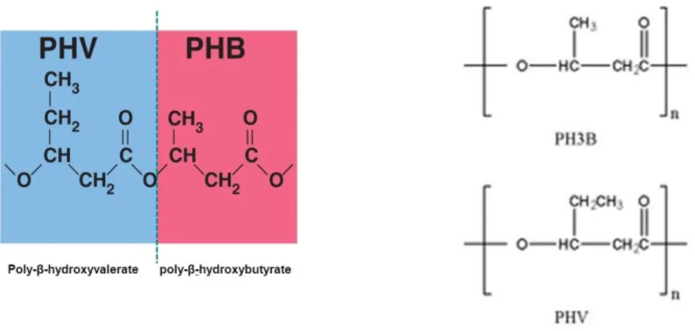 Fig. 1.8 Poly(hydroxy valerate) and Poly(hydroxyl butyrate) chemical structure  The  physical  and  material  properties  of  PHAs  are  significantly  influenced  by  their  monomer  composition  and  chemical  structure