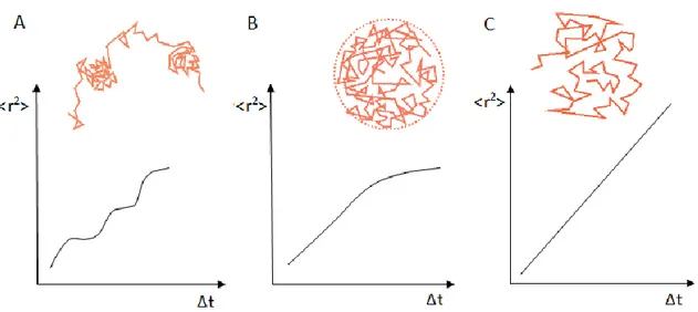 Fig 3.1.  Different types of random walk and their corresponding MSD plot. From left to  right: (A) partially 