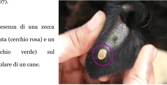 Figura  7   -  Presenza  di  una  zecca  femmina ingorgata (cerchio rosa) e un 