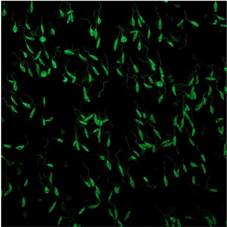 Figura 1:  Reazione positiva di un siero di cane all'immunofluorescenza indiretta per 