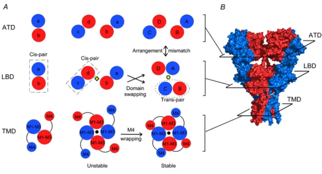 Figure 8.  A Model of AMPAR assembly; B, crystal structure of GluA2 receptor (3KG2)  (from Gan et al., 2015)