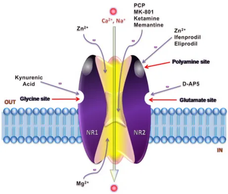 Figure 9. Heterotetramer GluN1/GluN2 NMDA receptor and its modulatory sites (from  Ghasemi et al., 2011)