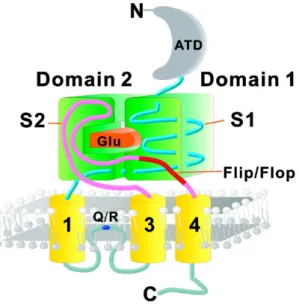 Figure 1. Schematic drawing of the topology of an AMPA receptor subunit showing  the sequence location of the alternatively spliced flip/flop region (from Pei et al, 2009)