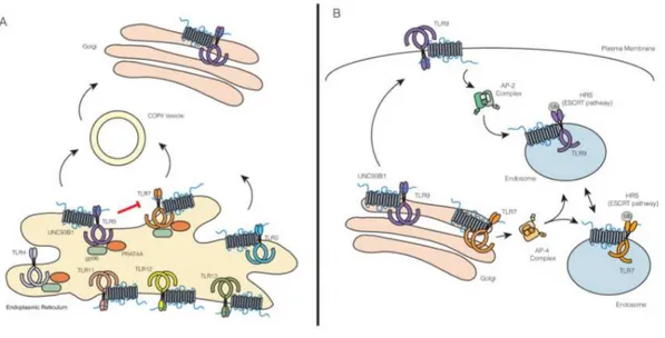 Fig. 4: Trafficking of TLRs from ER to Golgi (A) and from Golgi to endosome (B).