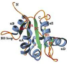 Fig. 1: Schematic drawing of the structure of the TIR domain of human TLR2. The common fold of  TIR contains a central five-stranded parallel β-sheet (green) surrounded by a total of five α-helices 