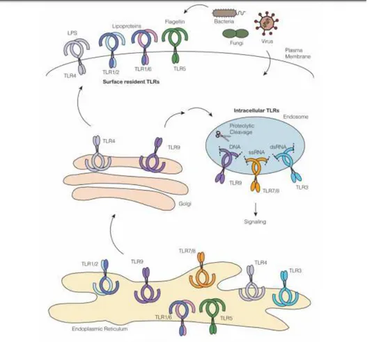 Fig. 3: Overview of Toll-like Receptor Trafficking 