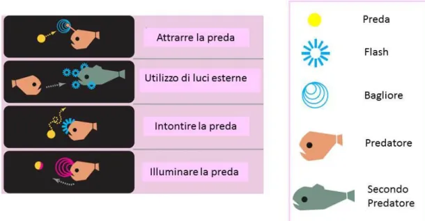 Fig. 3 – Schema rappresentante i vari processi di interazione preda –predatore: offesa 