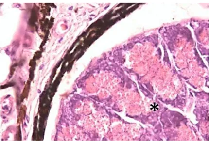 Fig. 15 - Sezione longitudinale di fotoforo di G. denudatum in cui si osservano i fotociti (asterisco), ripieni di granuli di secrezione,  disposti ordinatamente all’interno della camera fotogena (Ematossilina eosina 40 X) 
