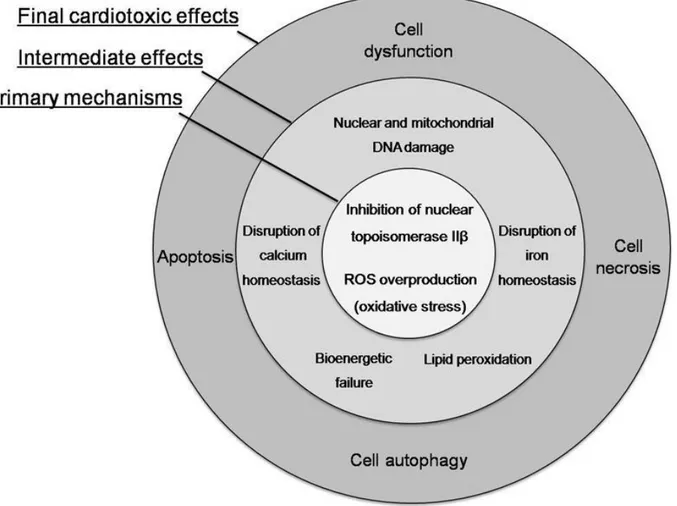 Figure  1  Concentric  representation  of  cardiotoxic  effects  of  anthracyclines 