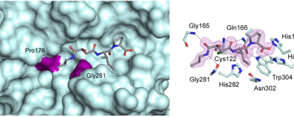 Figure 31.Co-crystal structure TbCatB-CA074. 