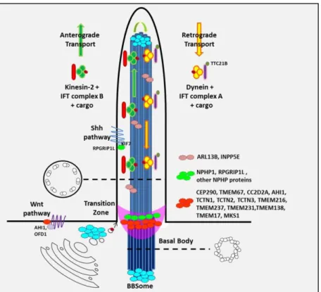 Figura 3: Rappresentazione schematica della struttura del cilio primario e dei suoi complessi proteici (Romani 