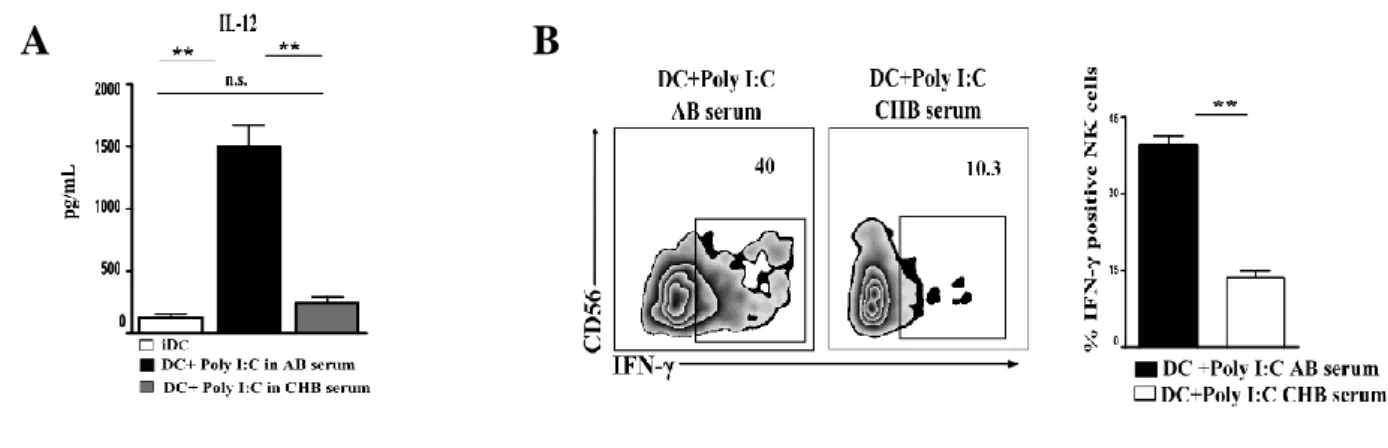 Figure  2.  CHB  serum  drastically  impairs  IL-12  secretion  by  DCs,  affecting  in  turn  IFN-γ  production by NK cells following DC stimulation 