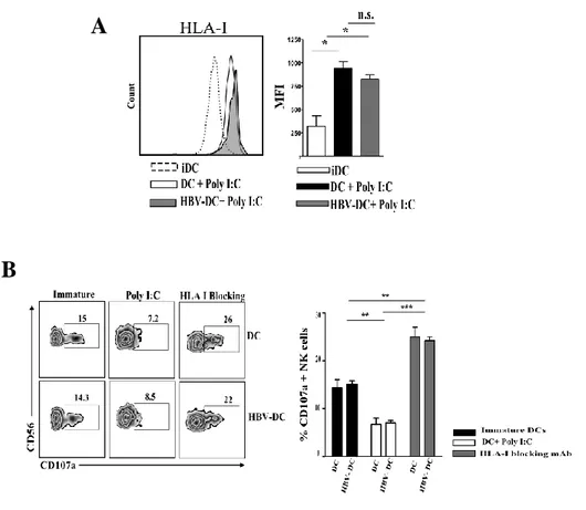 Figure 6.  High level of HLA-I in HBV-conditioned DCs protects them from NK-mediated  lysis