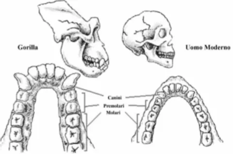 Fig. 1 differenza dentatura gorilla e dentatura Uomo odierno 