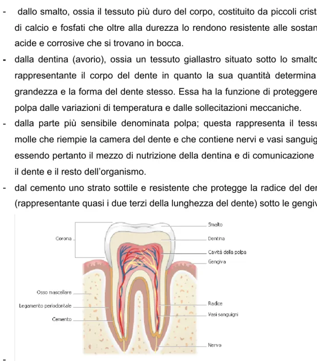 Fig. 2 struttura del dente 