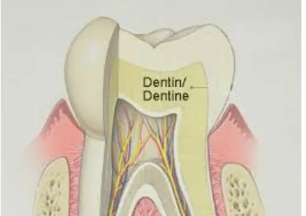 Fig. 4 : Dentina 