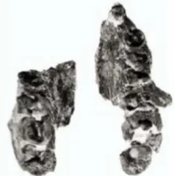 Fig. 6: Fossili della mascella dell’Ardithecus Ramidus 