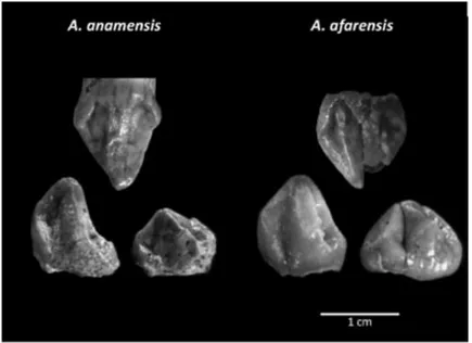 Fig. 7: differenza tra A. Anamensis e A. Afarensis 