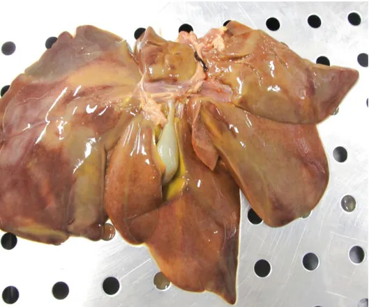 Figure 1. Hepatomegaly with congested lived, icterus and several red spots on the surface of 