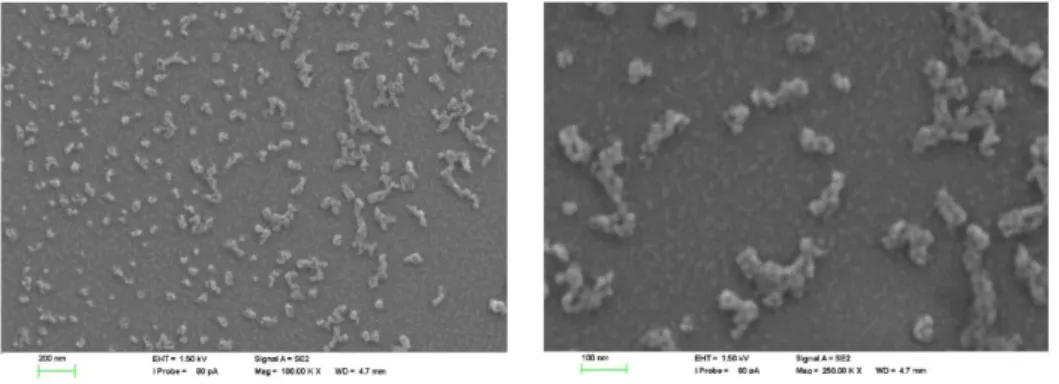 Figure 3.4.1.2.  SEM images of [2] = 0.1 mM.