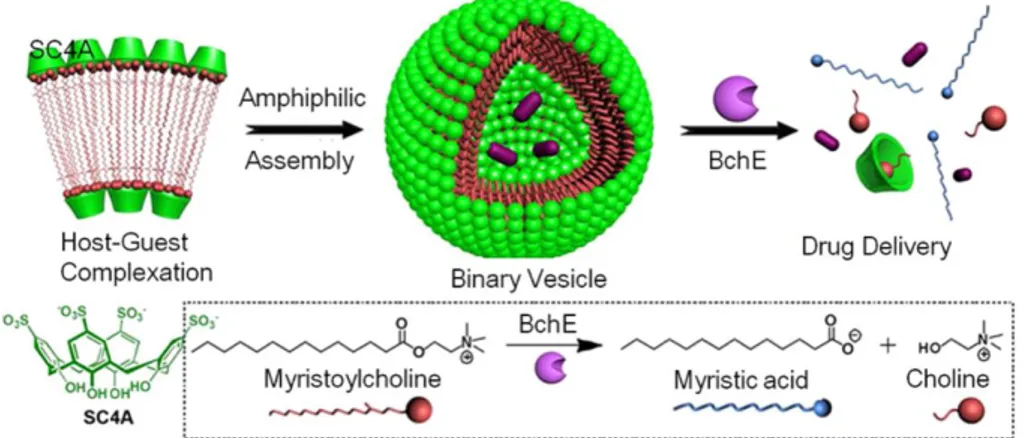 Figure  1.2.2.2.  Amphiphilic  assembly  of  myristoylcholine  in  the  presence  of  SC4A for responsive drug release