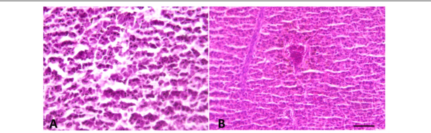 FIGURE 4 | Liver morphology images. (A) Male and (B) Female. Liver histology showing normal hepatocytes