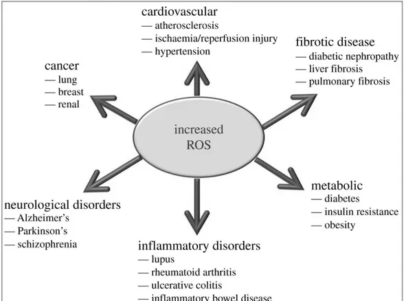 Figure	 1:	 ROS	 involvement	 in	 disease	 pathogenesis.	 SchemaEc	 representaEon	 	 of	 the	 eﬀects	 of	 increased	 ROS	 producEon	 in	 the	 development	of	various	pathologies.	
