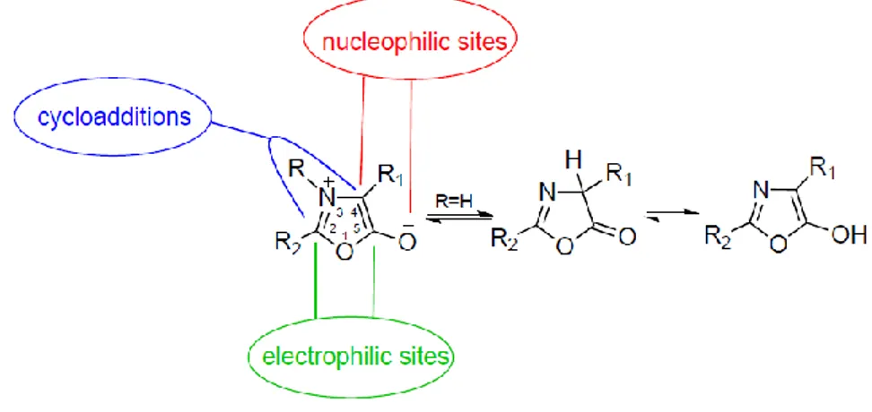 Figure 2.18 Representative scheme of reactive sites of oxazolone 