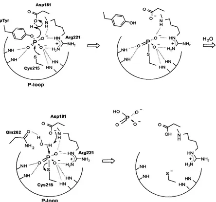 Figura 1.2 - Meccanismo di defosforilazione catalizzato dalla PTP1B, enzima prototipo  della famiglia delle PTP [Barford 1994]