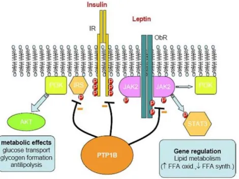 Figura  1.5  -  La  regolazione  dei  recettori  dell’insulina  e  della  leptina  da  parte  della  PTP1B [Nichols 2006]