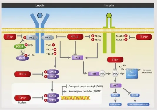 Figura  1.7  –  Regolazione  delle  vie  di  segnalazione  di  leptina  ed  insulina  da  parte  di  diverse PTP [Zhang 2015]