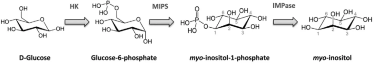 Figure  5.  Myo-inositol  de  novo  biosynthesis  from  D-Glucose.  Adapted  from:  Croze  ML,  Soulage CO