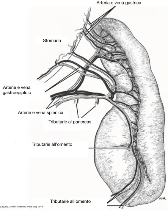 Figura 4: Disegno schematico della vascolarizzazione splenica (modificato da Evans, 2013)