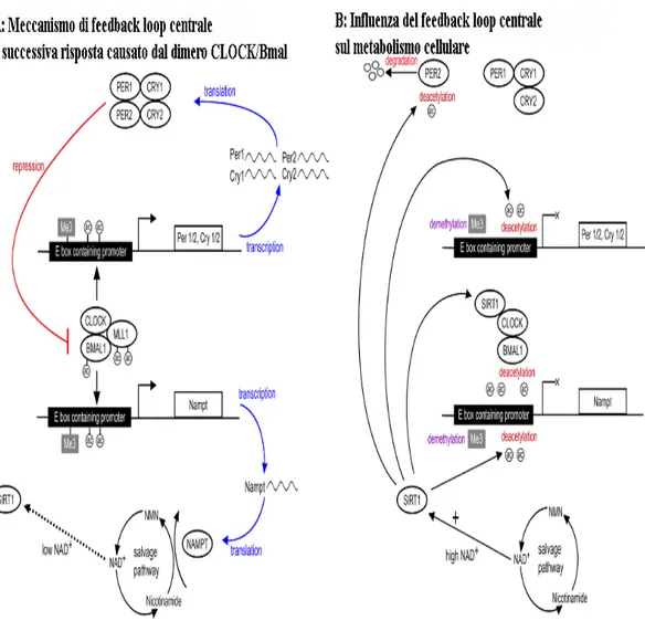 Figura 5: 	 Interazione del feedback loop CLOCK/Bmal (A) con il metabolismo cellulare (B) (Beal  et al., 2016) 	