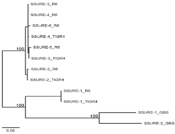 Fig2  Sequence  divergence  between  S.  pneumoniae  and  S.  agalactiae  SSURE  domains