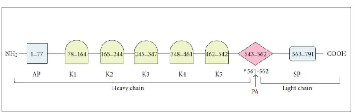 Figure 1. Schematic representation of the human Plg structure. Starting from the N- terminus of  the mature protein, the 77-residue activation peptide (AP) is followed by 5 kringle domains (K1– K5)  containing  lysine  binding  sites  and  the  catalytic  