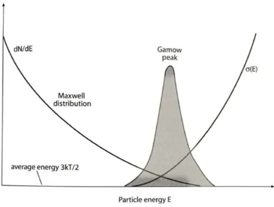 fig.  I-2  The  Gamov  peak  is  a  convolution  of  the  energy  distribution  of  the  Maxwell-Boltzmann  probability and the quantum mechanical Coulomb barrier transmission probability