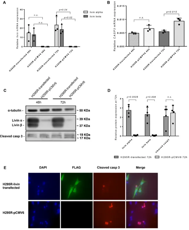 Figure 6: Effect of livin overexpression on adrenocortical cell line NCI-H295R in vitro