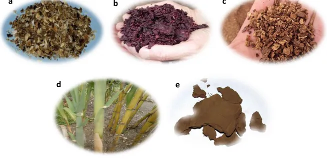 Figure 1. 1 Agro-industrial residue from Sicilian industries: Citrus Peel (a), Grape Pomace (b), Olive Pomace (c), Reed (d), Reed  Lignin and Straw Lignin (e).