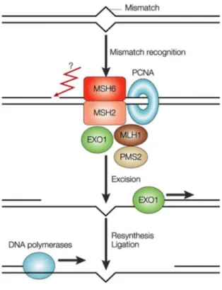 Figura 8 Gli eterodimeri MSH6-MSH2 identificano e legano i mismatch, quindi un complesso, costituito da un eterodimero MLH1-MLH3, da Post- Post-meiotic segregation 2 (PMS2) e da EXO1 (una esonucleasi), viene reclutato in sede del danno