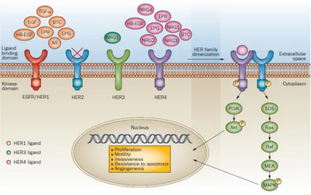 Figura 10 L’attivazione diretta del signaling di PI3K/Akt porta alla regolazione di GSK3, mTOR, MDM2 e BAD, che in ultima analisi si traducono con lo stimolo alla proliferazione, alla sintesi proteica e alla sopravvivenza cellulare