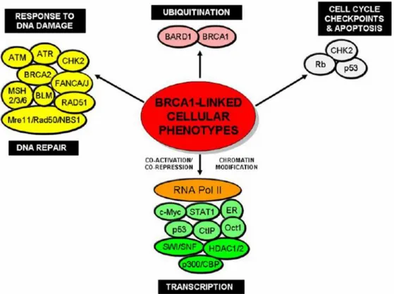 Figura 11 Coinvolgimento di BRCA1 in molteplici processi cellullari [94].