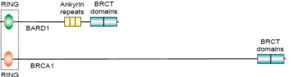 Figura 14 Rappresentazione dei domini funzionali di BARD1. L’interazione con BRCA1 è a carico del dominio RING [117].