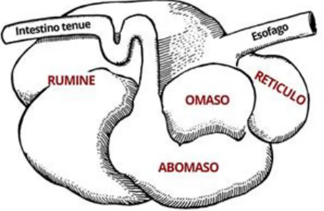 Figura 3: Disegno schematico dello stomaco di ruminante 