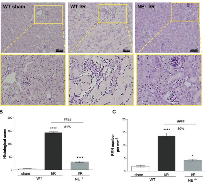 Figure 2. NE-deficient mice are protected from renal I/R injury. (A) Histopathology of kidney sections from sham-operated WT or WT and